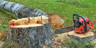  Brewster, NY Tree Care Pros