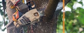 Best Emergency Tree Removal  in Brewster, NY