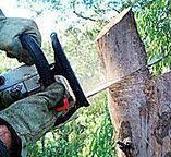 Trusted Brewster, NY Tree Care Experts