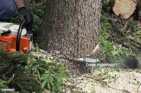 Best Tree and Shrub Care  in Brewster, NY