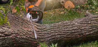 Best Tree Disease Treatment  in Brewster, NY