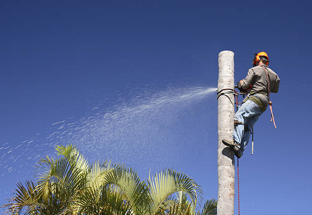 Best Tree Cabling and Bracing  in Brewster, NY