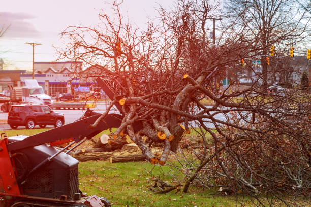 Best Tree Mulching  in Brewster, NY