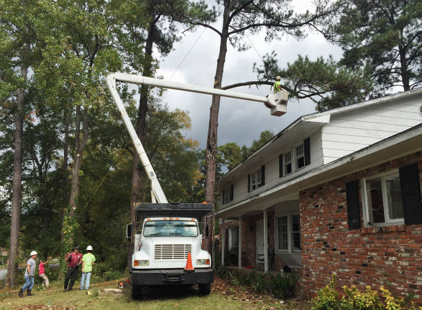 How Our Tree Care Process Works  in  Brewster, NY