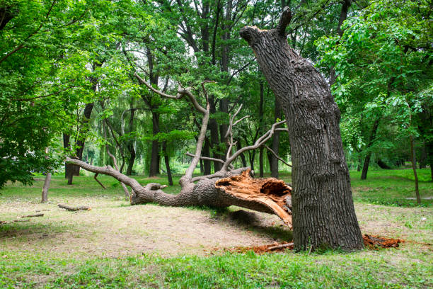 Best Storm Damage Tree Cleanup  in Brewster, NY