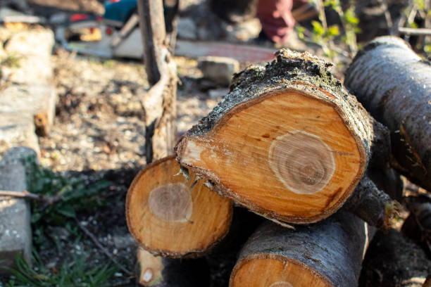 Best Fruit Tree Pruning  in Brewster, NY