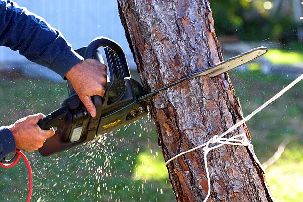 Best Storm Damage Tree Cleanup  in Brewster, NY