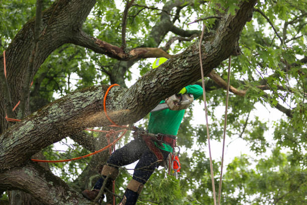 Best Tree Risk Assessment  in Brewster, NY