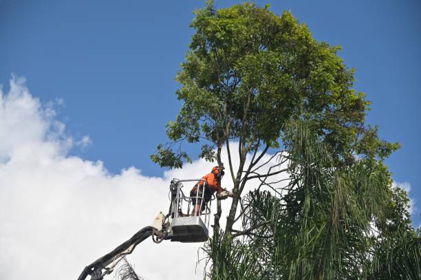 Best Tree Maintenance Programs  in Brewster, NY