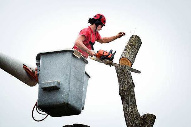 Best Palm Tree Trimming  in Brewster, NY