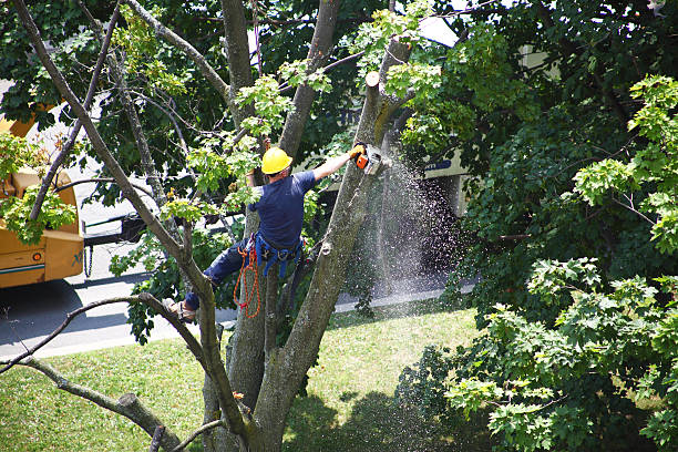 Best Lawn Mowing  in Brewster, NY
