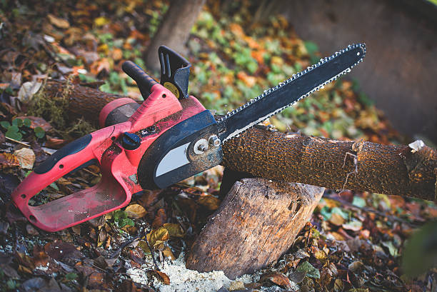 Best Root Management and Removal  in Brewster, NY