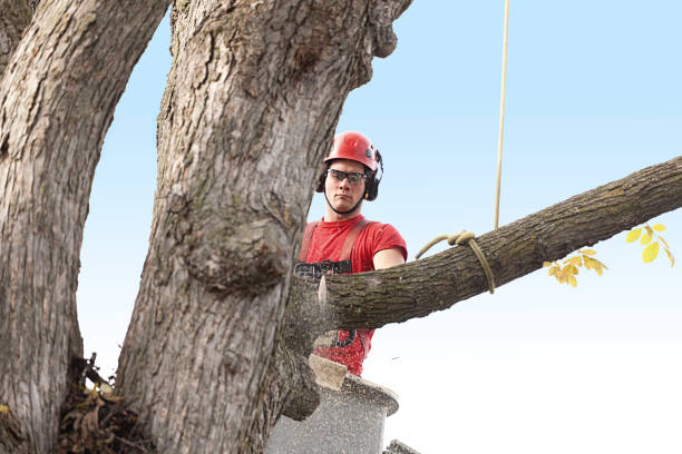 Best Tree Removal  in Brewster, NY