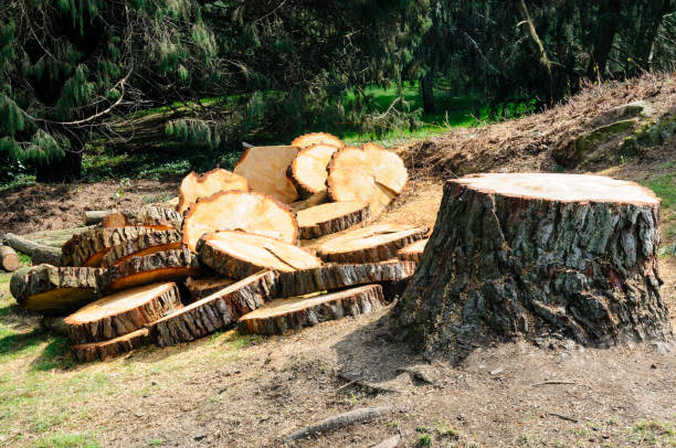 Best Tree Preservation Services  in Brewster, NY